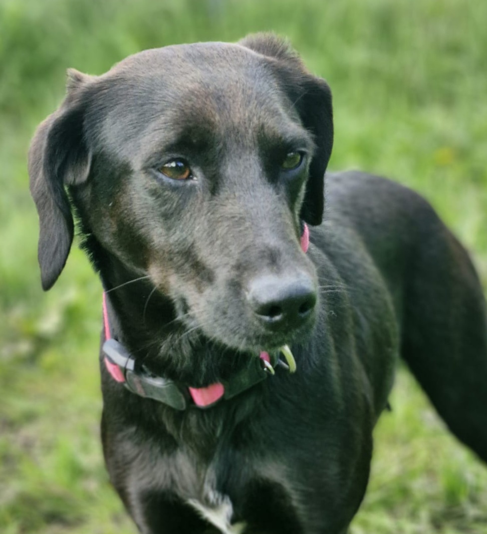 Sadie