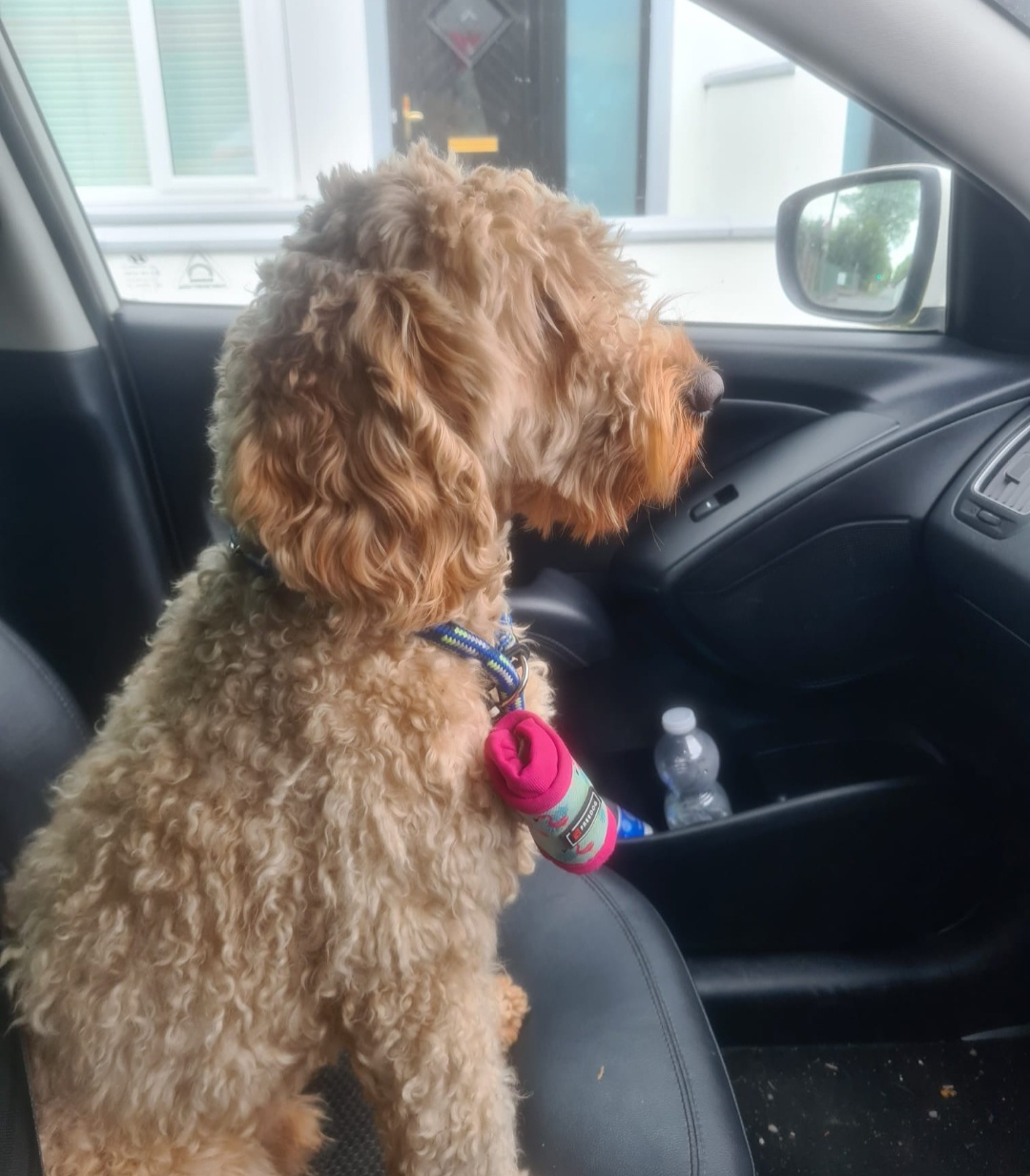 Gus-Private Rehoming