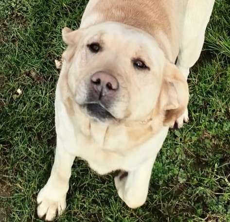 Nala-Private Rehoming