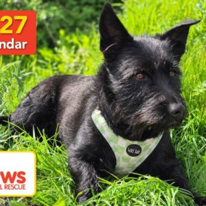 PAWS Calendar 2027